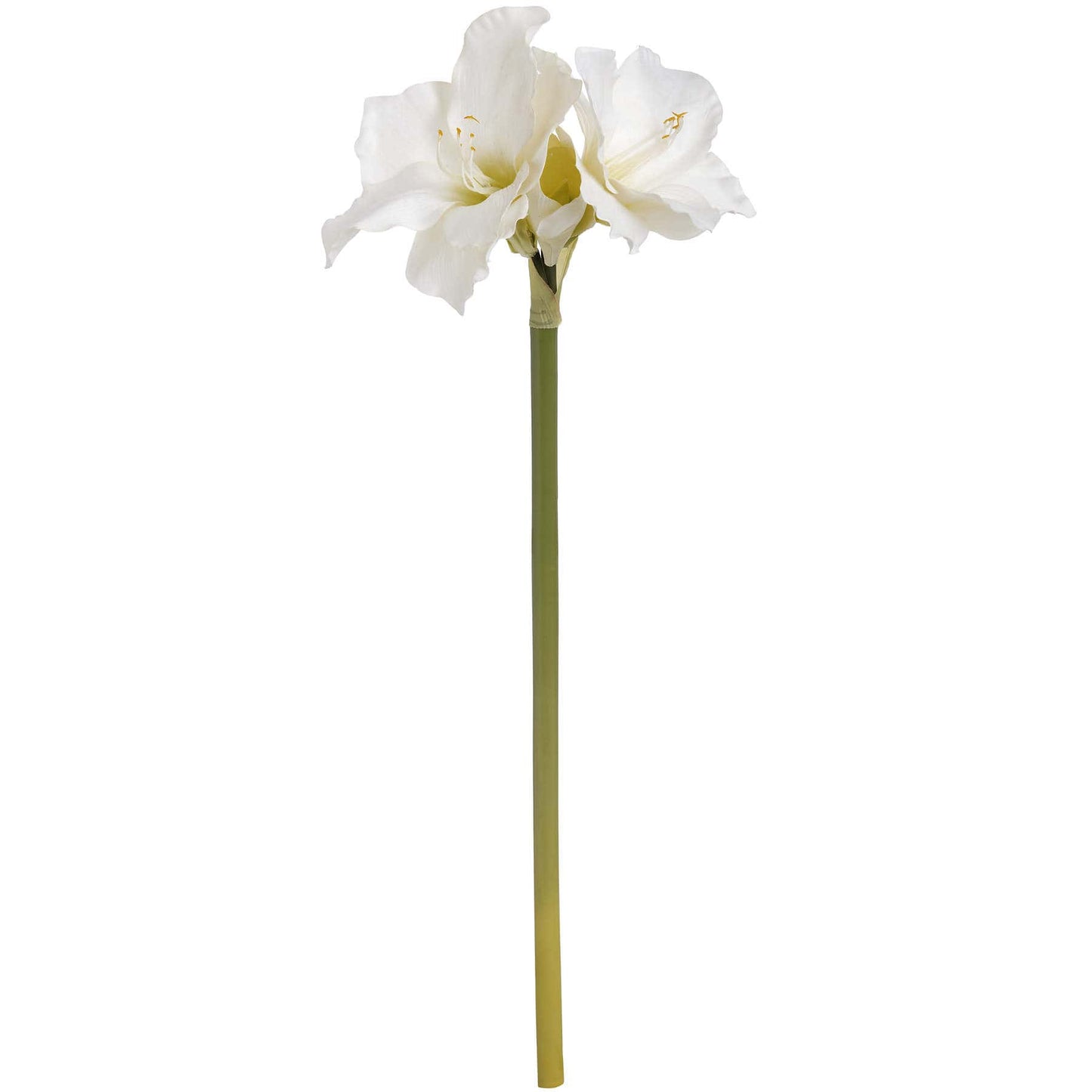 Classic White Amaryllis Flower (7 stems)