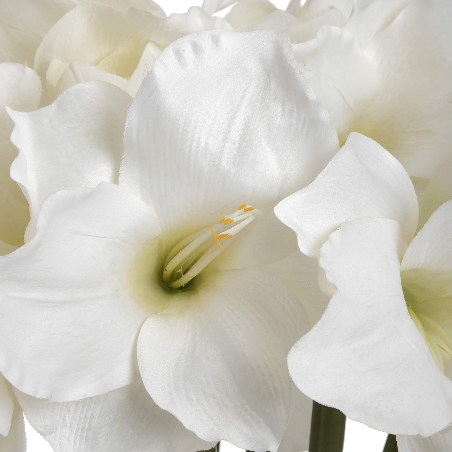 Classic White Amaryllis Flower (7 stems)