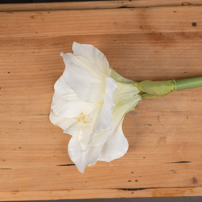 Classic White Amaryllis Flower (7 stems)